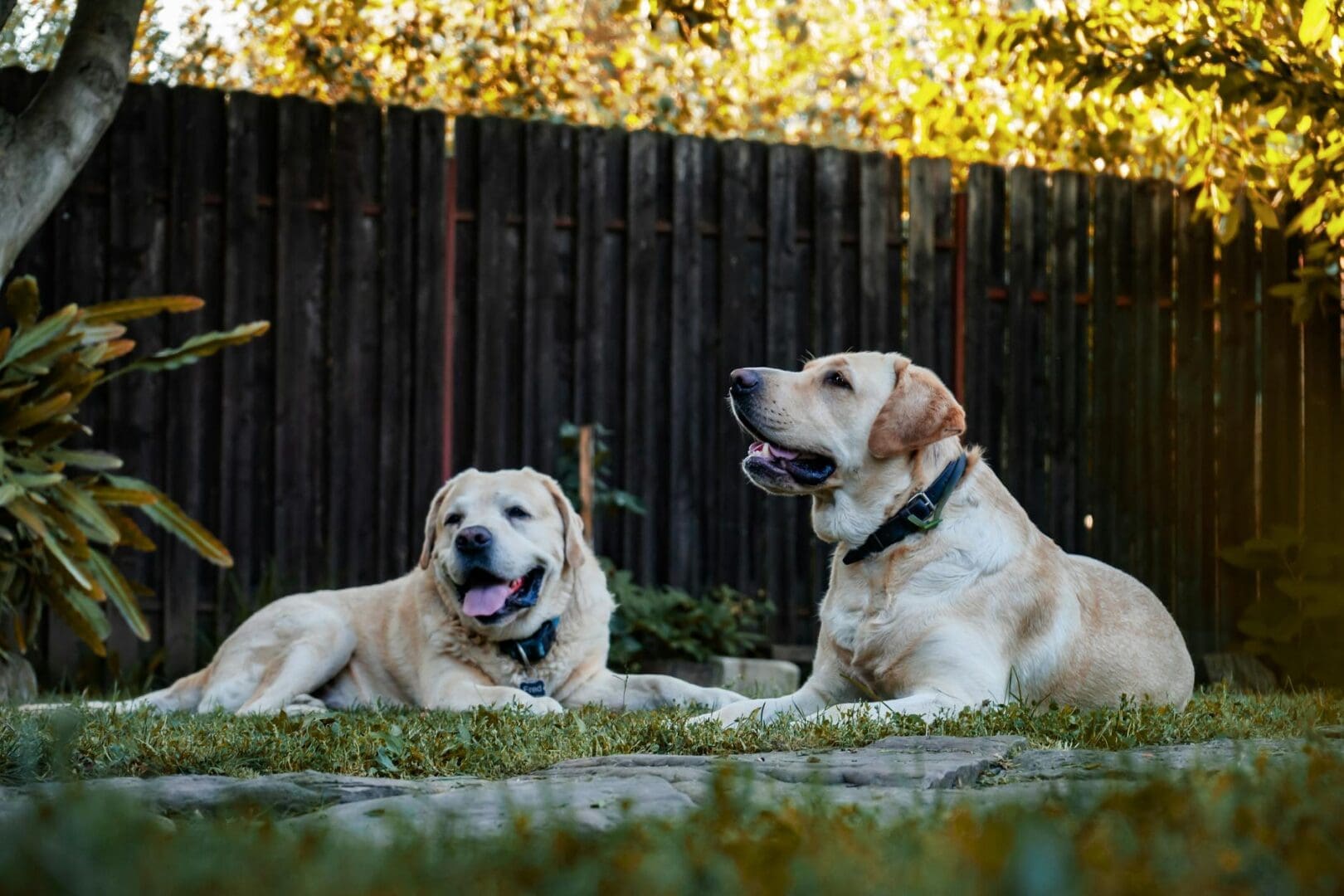 How to Create a Dog-Friendly Backyard Your Pup Will Love