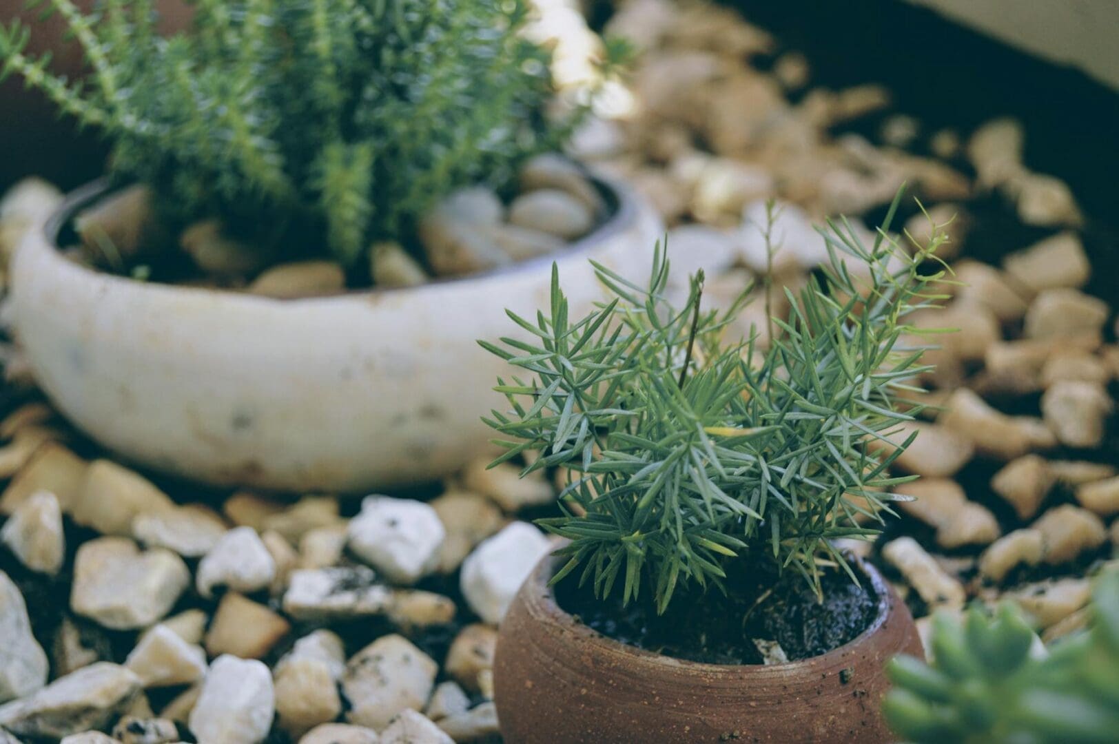 How to Create a Low Maintenance Backyard Garden