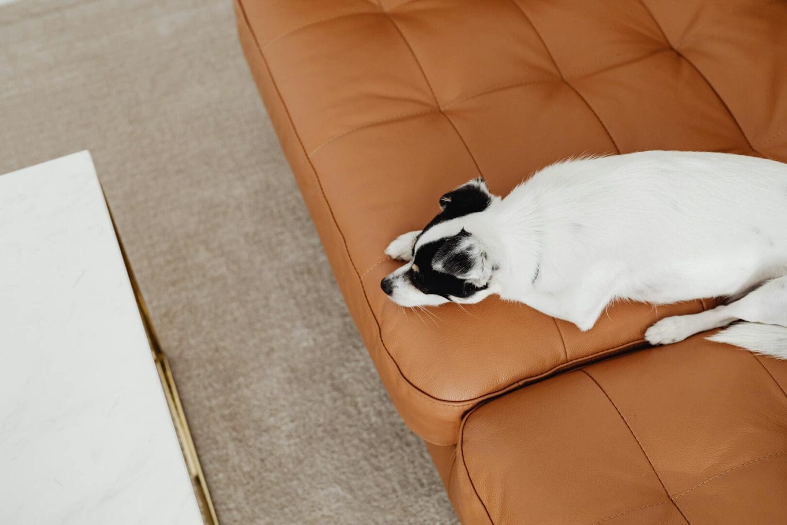 How to Protect Your Sofa from Pets Without Sacrificing Style